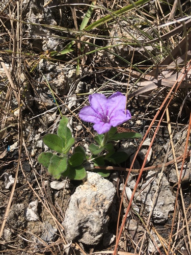 Ruellia caroliniensis (Carolina ruellia) (alternate view 3)