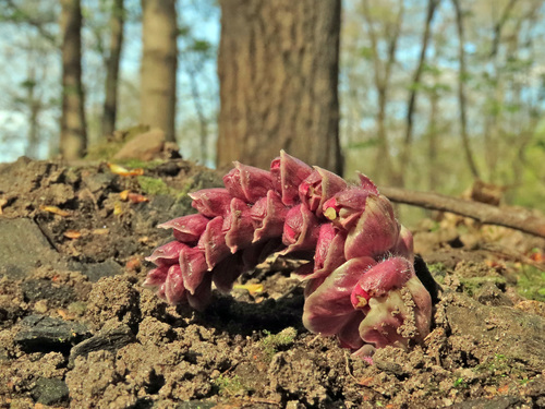 Lathraea squamaria (Common Toothwort)