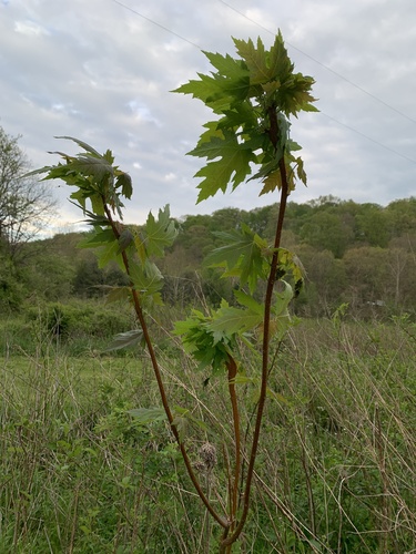 Acer saccharinum (silver maple) (alternate view 4)