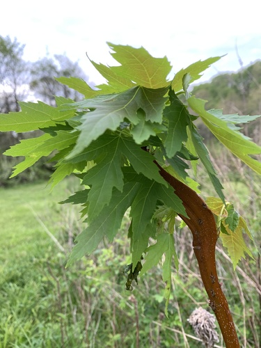 Acer saccharinum (silver maple) (alternate view 5)
