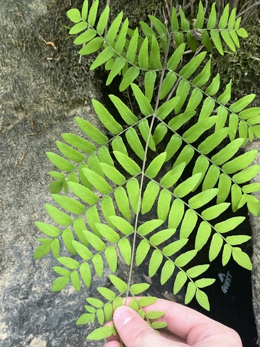 Osmunda spectabilis (American Royal Fern)