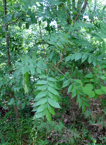 Pistacia chinensis (Chinese pistache) (alternate view 2)