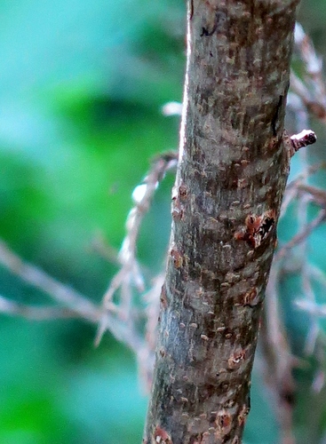 Pistacia chinensis (Chinese pistache) (alternate view 3)