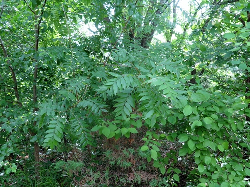 Pistacia chinensis (Chinese pistache) (alternate view 4)