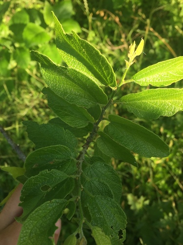 Celtis reticulata (netleaf hackberry) (alternate view 5)