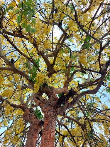 Cassia (alternate view 5)