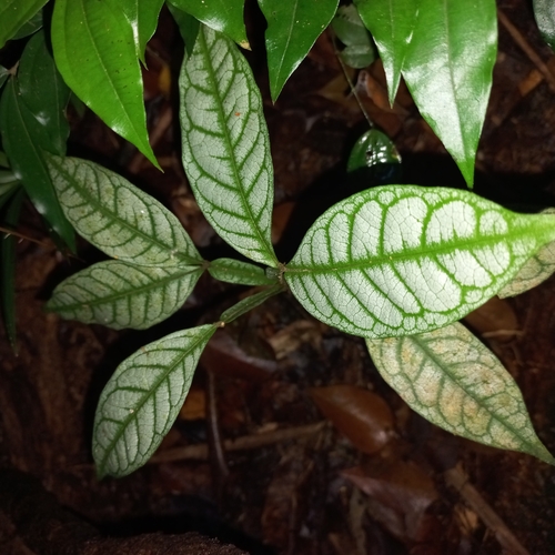 Inga edulis (Ice Cream Bean)