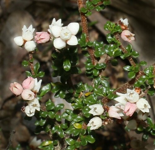 Cryptandra amara (Bitter Cryptandra) (alternate view 5)