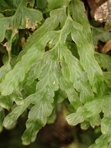 Trichomanes venosum (veined bristle-fern)