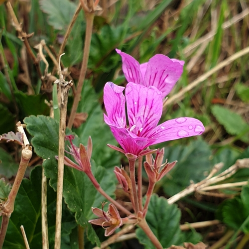 Pelargonium rodneyanum (magenta stork's-bill) (alternate view 3)