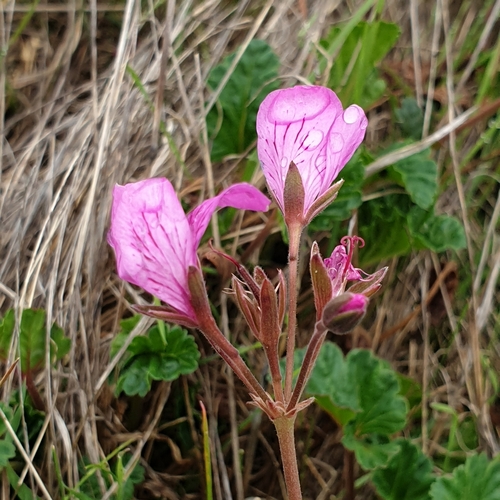 Pelargonium rodneyanum (magenta stork's-bill) (alternate view 4)