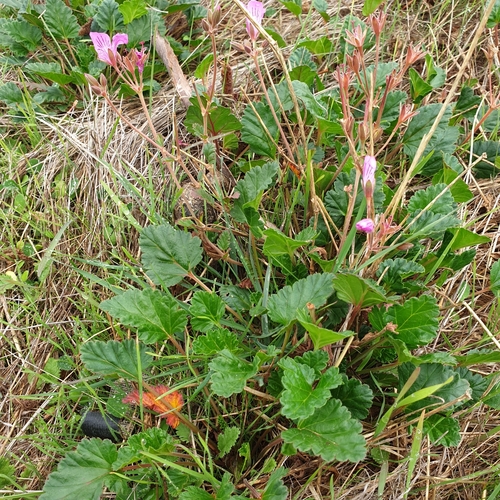 Pelargonium rodneyanum (magenta stork's-bill) (alternate view 5)