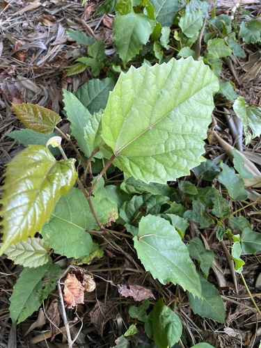 Apocissus antarctica (Kangaroo Vine) (alternate view 4)