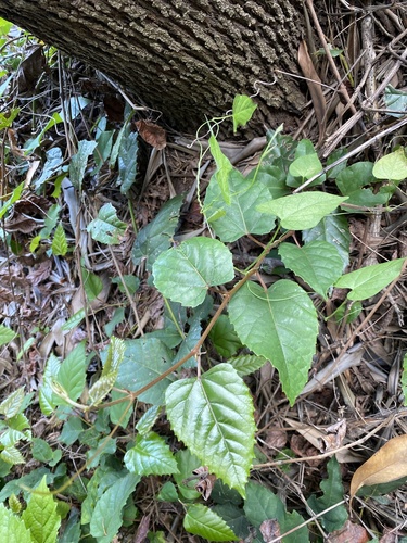 Apocissus antarctica (Kangaroo Vine) (alternate view 5)