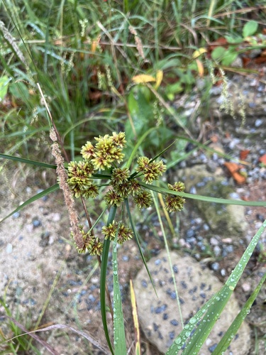 Cyperus eragrostis (tall flatsedge)