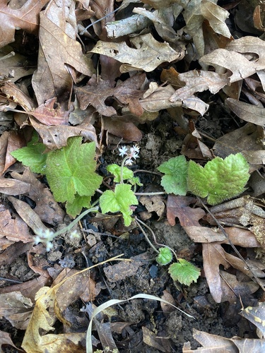 Tiarella cordifolia (Foamflower)