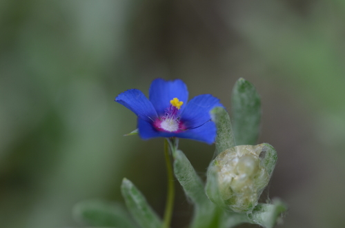 Lysimachia loeflingii (Blue Scarlet Pimpernel) (alternate view 3)
