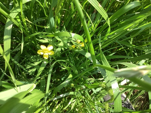 Ranunculus sardous (hairy buttercup) (alternate view 6)