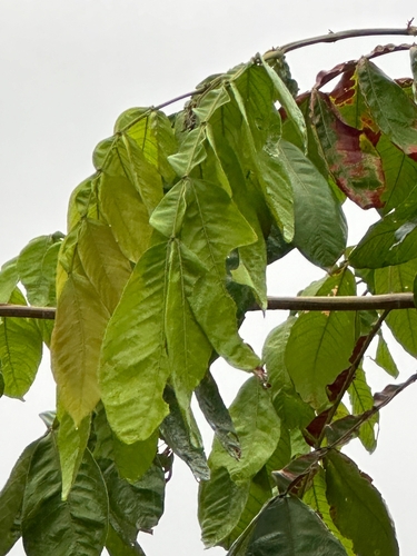 Inga edulis (Ice Cream Bean)