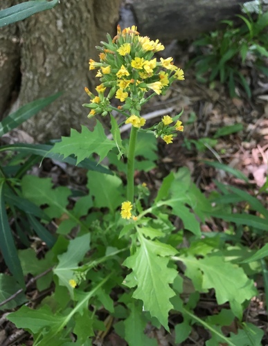 Youngia (Youngia)