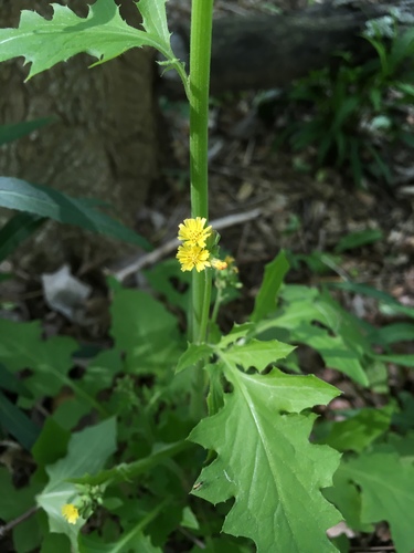 Youngia (Youngia) (alternate view 4)