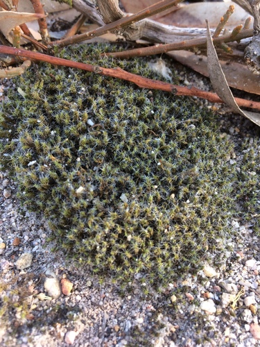 Racomitrium lanuginosum (Woolly Fringe-moss)