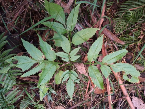 Sambucus gaudichaudiana (White Elderberry)