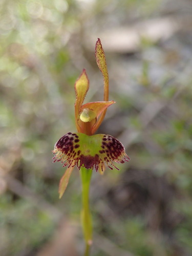 Leporella fimbriata (Hare Orchid) (alternate view 9)
