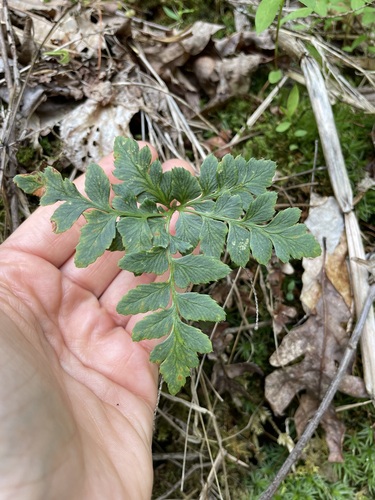 Polystichum acrostichoides (Christmas Fern)