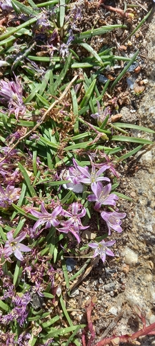 Lachenalia (Cape Cowslips) (alternate view 3)