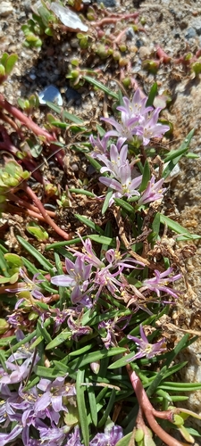 Lachenalia (Cape Cowslips) (alternate view 4)