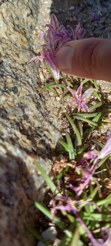 Lachenalia (Cape Cowslips) (alternate view 5)