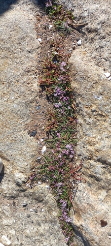 Lachenalia (Cape Cowslips) (alternate view 6)