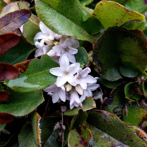 Epigaea repens (trailing arbutus)