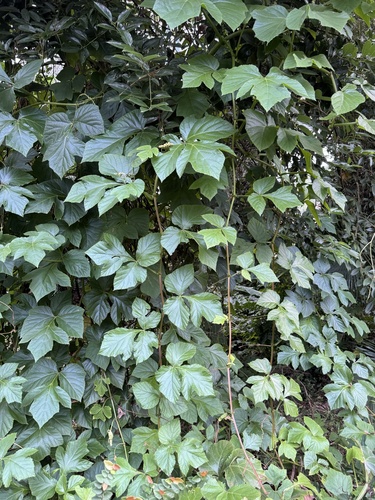 Cissus (Treebine) (alternate view 8)