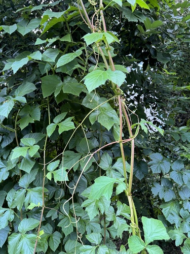 Cissus (Treebine) (alternate view 7)