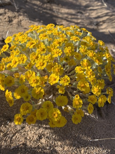 Eriophyllum wallacei (Wallace's woollydaisy) (alternate view 5)