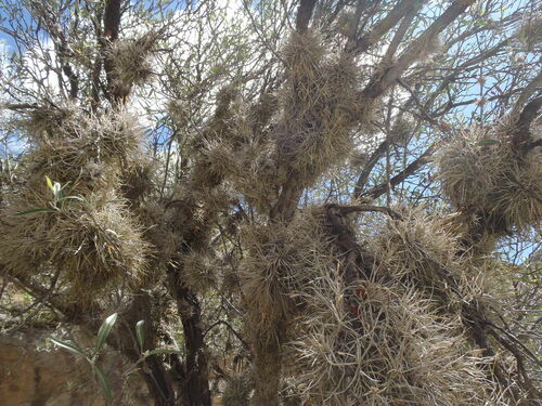 Tillandsia recurvata (ballmoss)