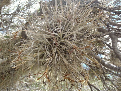 Tillandsia recurvata (ballmoss)