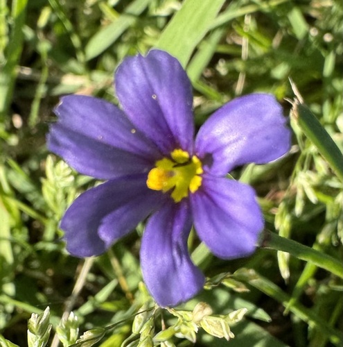 Sisyrinchium pruinosum (Roadside Blue-eyed Grass) (alternate view 4)