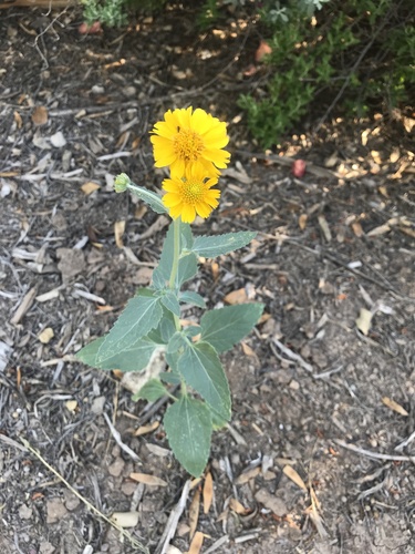 Verbesina encelioides (cowpen daisy) (alternate view 10)