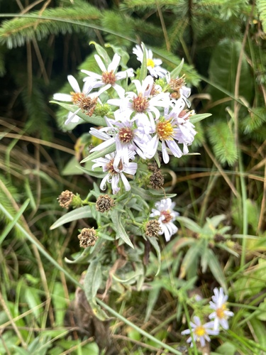 Symphyotrichum chilense (Pacific Aster) (alternate view 4)