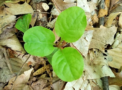 Pyrola elliptica (shinleaf) (alternate view 2)