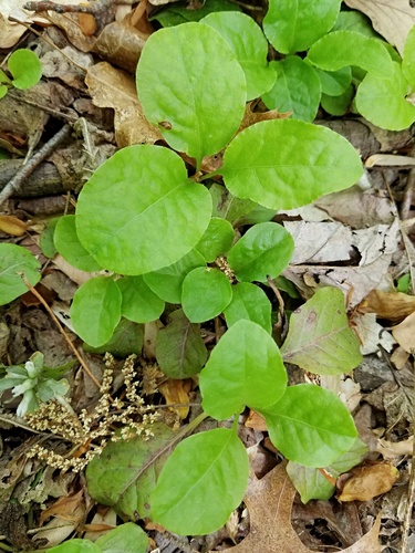 Pyrola elliptica (shinleaf) (alternate view 3)