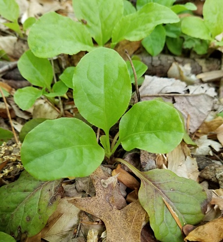 Pyrola elliptica (shinleaf) (alternate view 4)