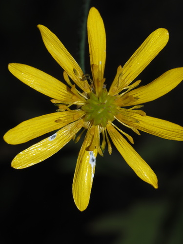 Ranunculus californicus (California buttercup) (alternate view 5)