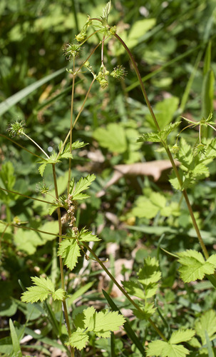 Geum vernum (Spring Avens) (alternate view 5)