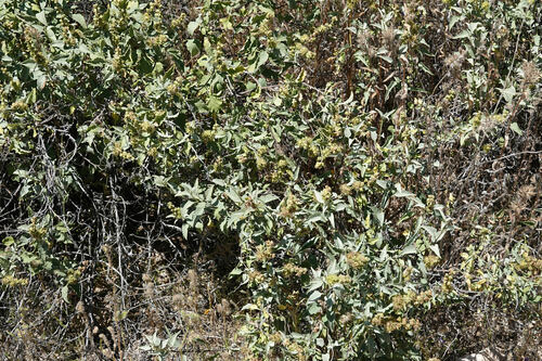 Ambrosia deltoidea (triangle-leaf bursage) (alternate view 3)