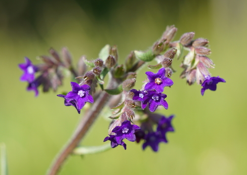 Anchusa officinalis (common bugloss)