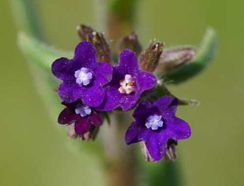 Anchusa officinalis (common bugloss)